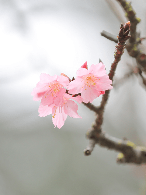Cherry Blossoms at Cheung Chau