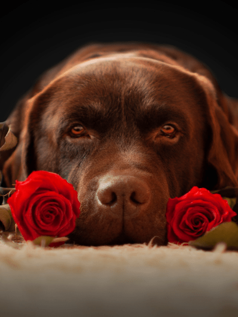 Labrador with Roses